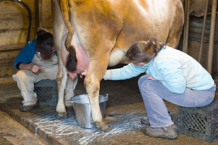 Cow Wow People Milking Jersey Cow
