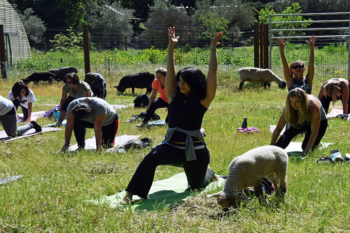 Lamb Yoga People doing yoga with sheep in the background